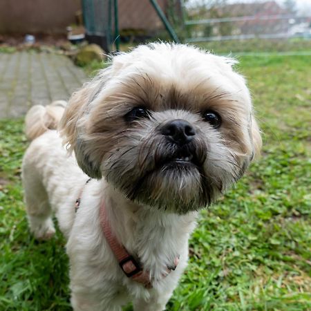 Fewo Harzer Weitblick, Hunde Willkommen, W-Lan, 2X Smart Tv, Dtv 4 Sterne, 4 Pfoten Braunlage Bagian luar foto