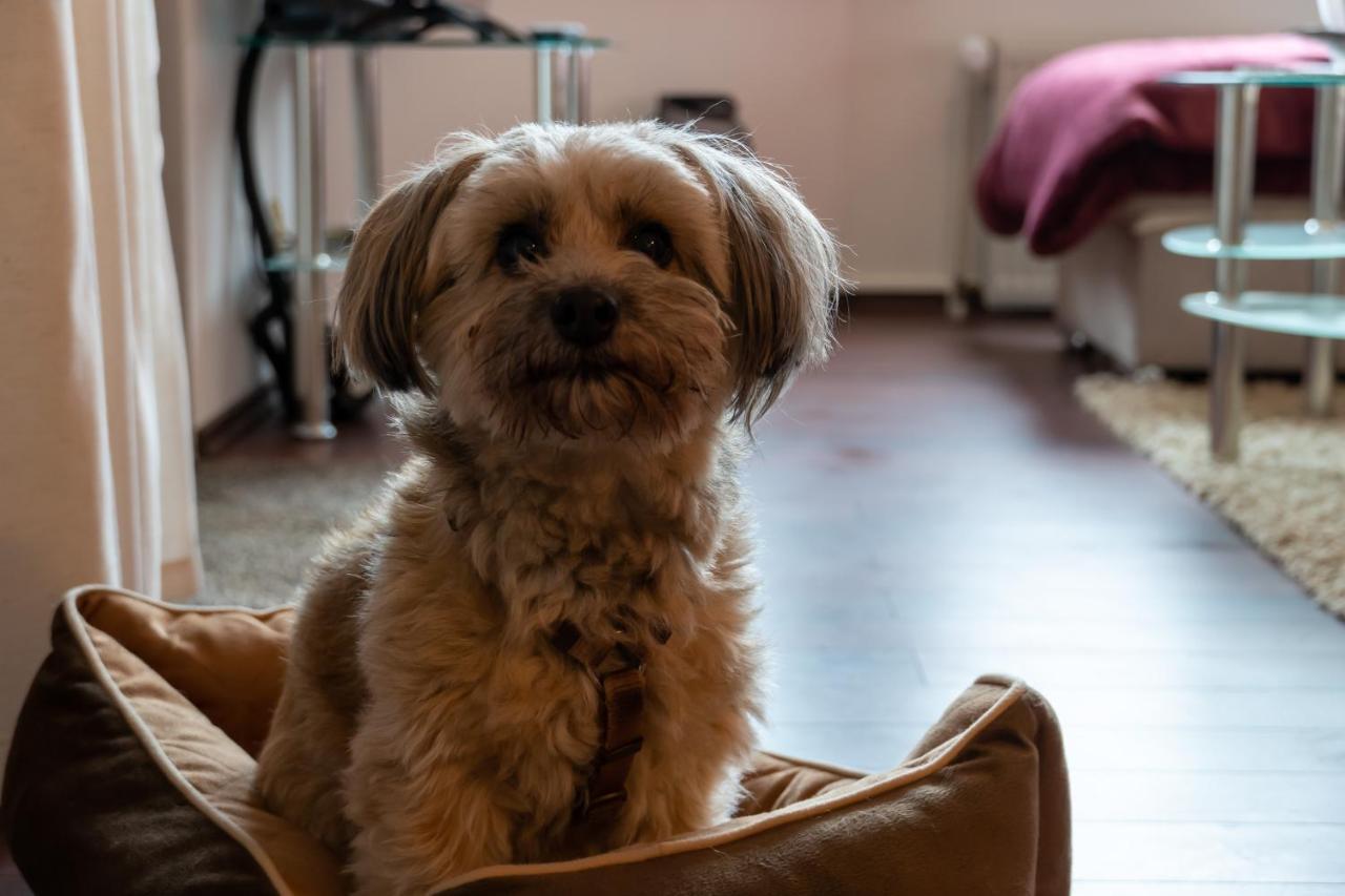Fewo Harzer Weitblick, Hunde Willkommen, W-Lan, 2X Smart Tv, Dtv 4 Sterne, 4 Pfoten Braunlage Bagian luar foto