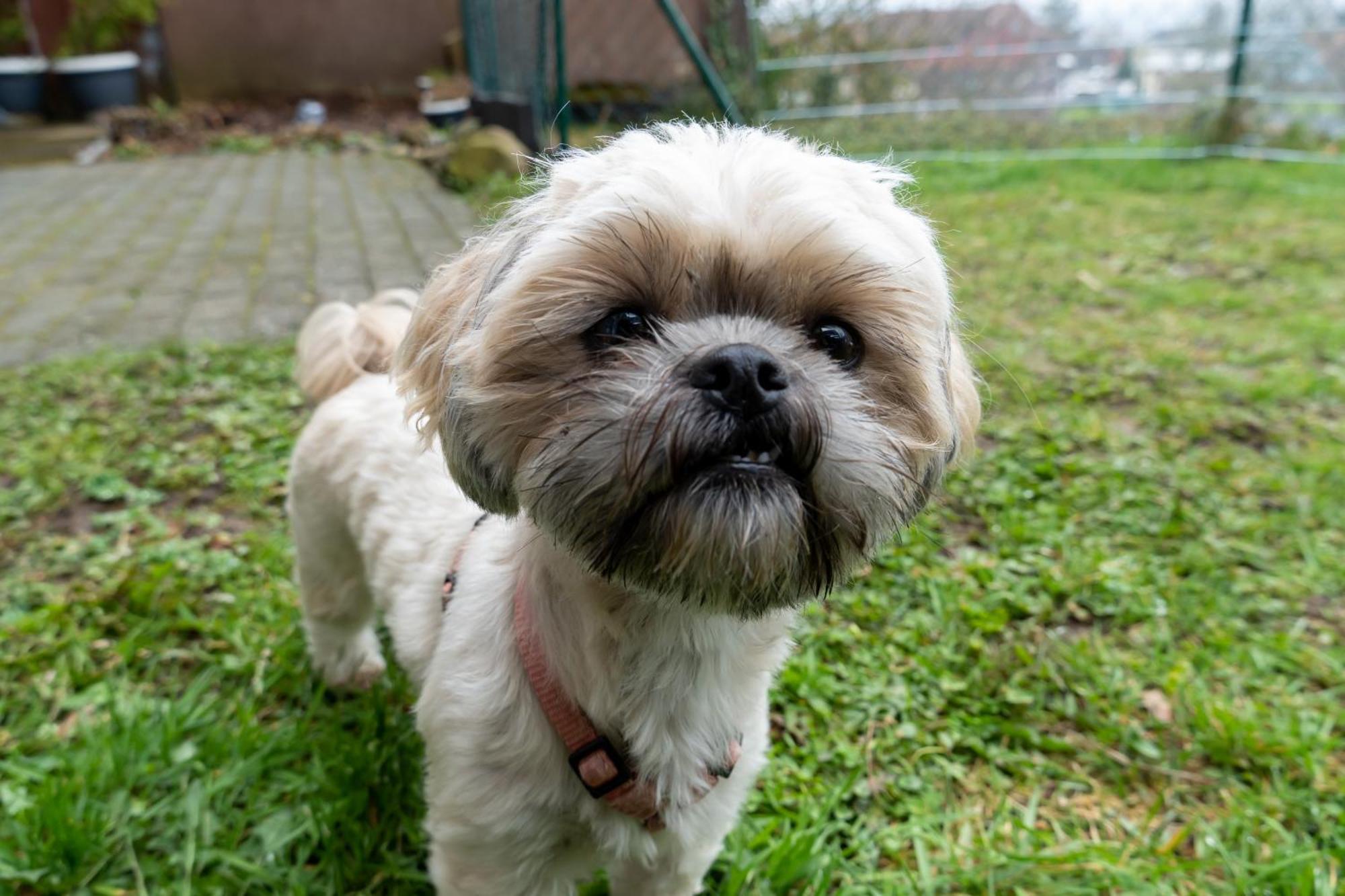 Fewo Harzer Weitblick, Hunde Willkommen, W-Lan, 2X Smart Tv, Dtv 4 Sterne, 4 Pfoten Braunlage Bagian luar foto